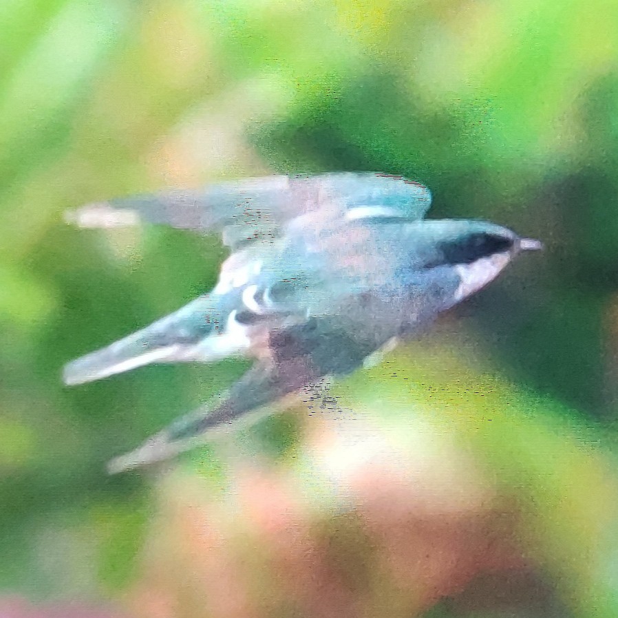 Tree Swallow - ML610119228