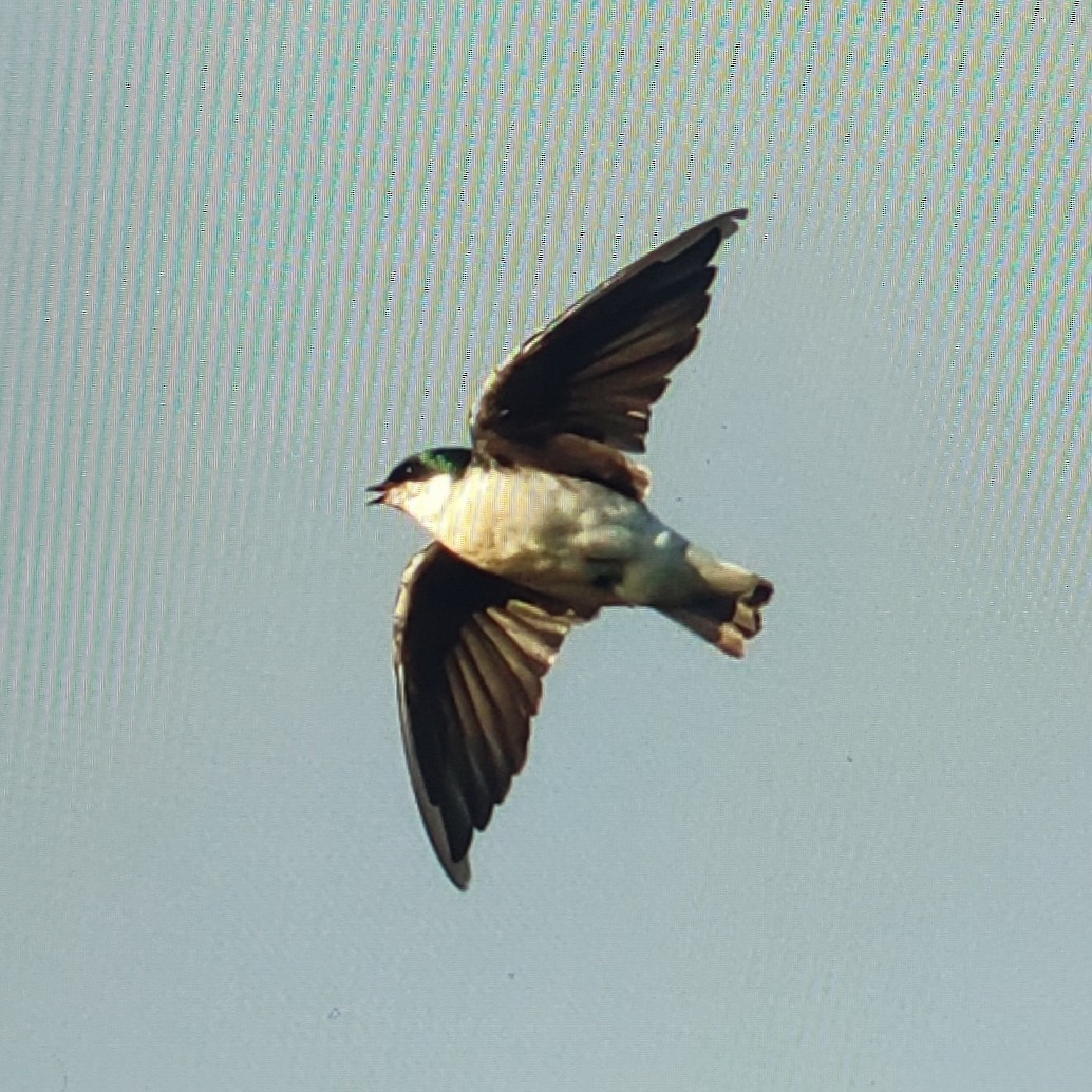 Tree Swallow - ML610119254