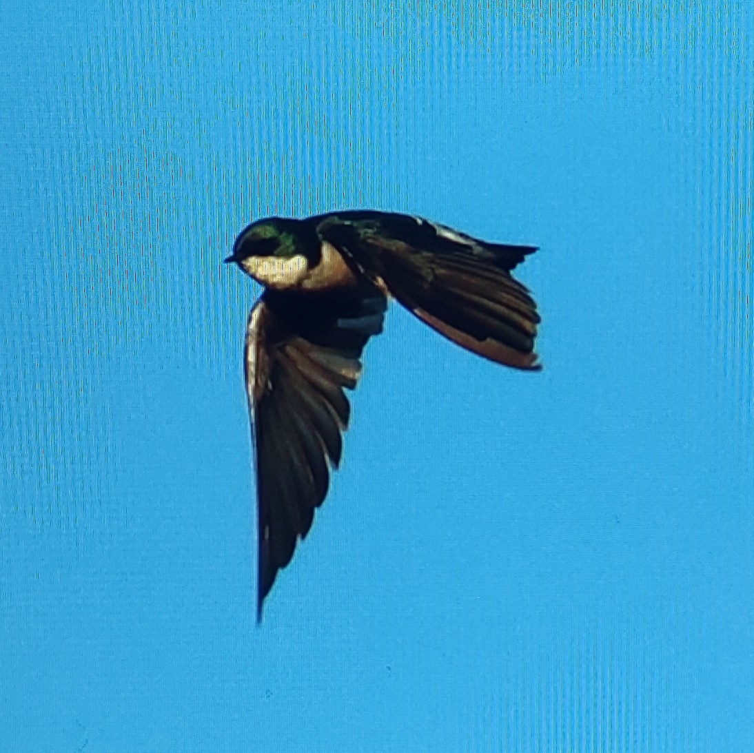 Tree Swallow - ML610119255