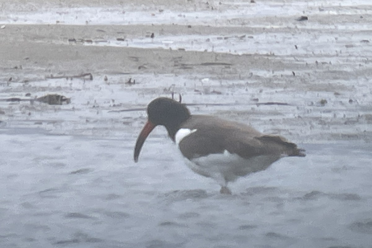 American Oystercatcher - ML610119267