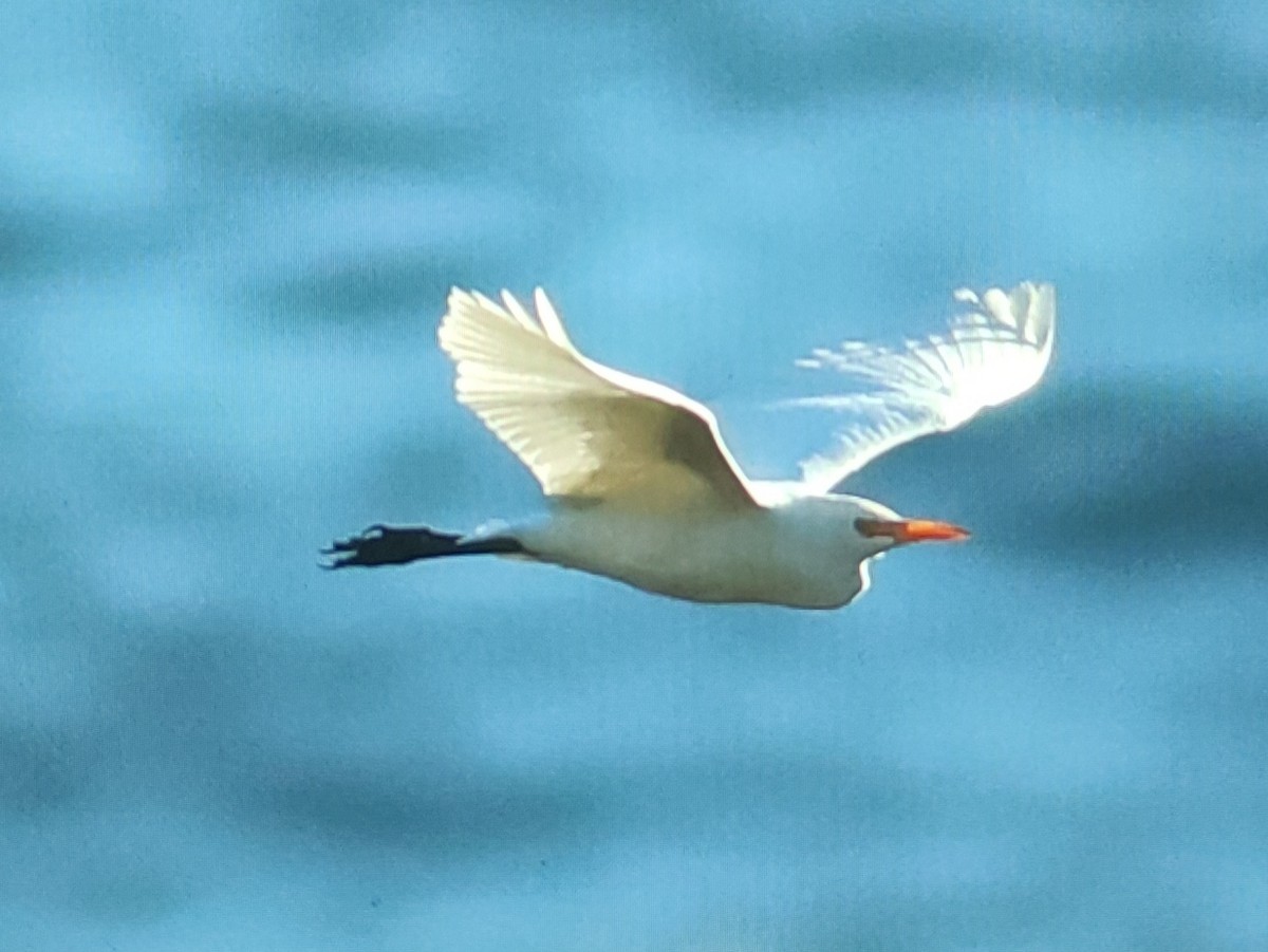 Western Cattle-Egret - ML610119301