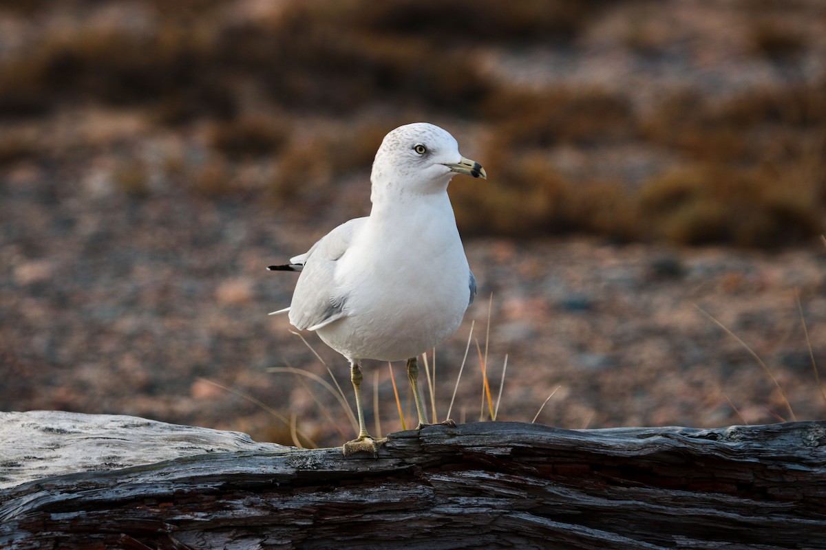 Ring-billed Gull - ML610119314