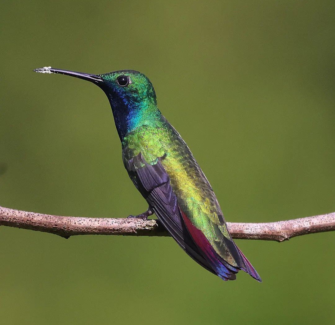 kolibřík tropický - ML610119345