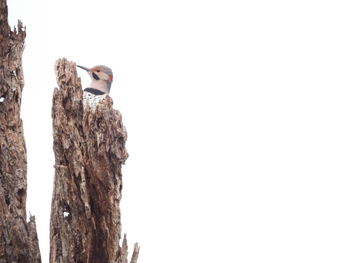 Northern Flicker (Yellow-shafted) - Guy Moseley