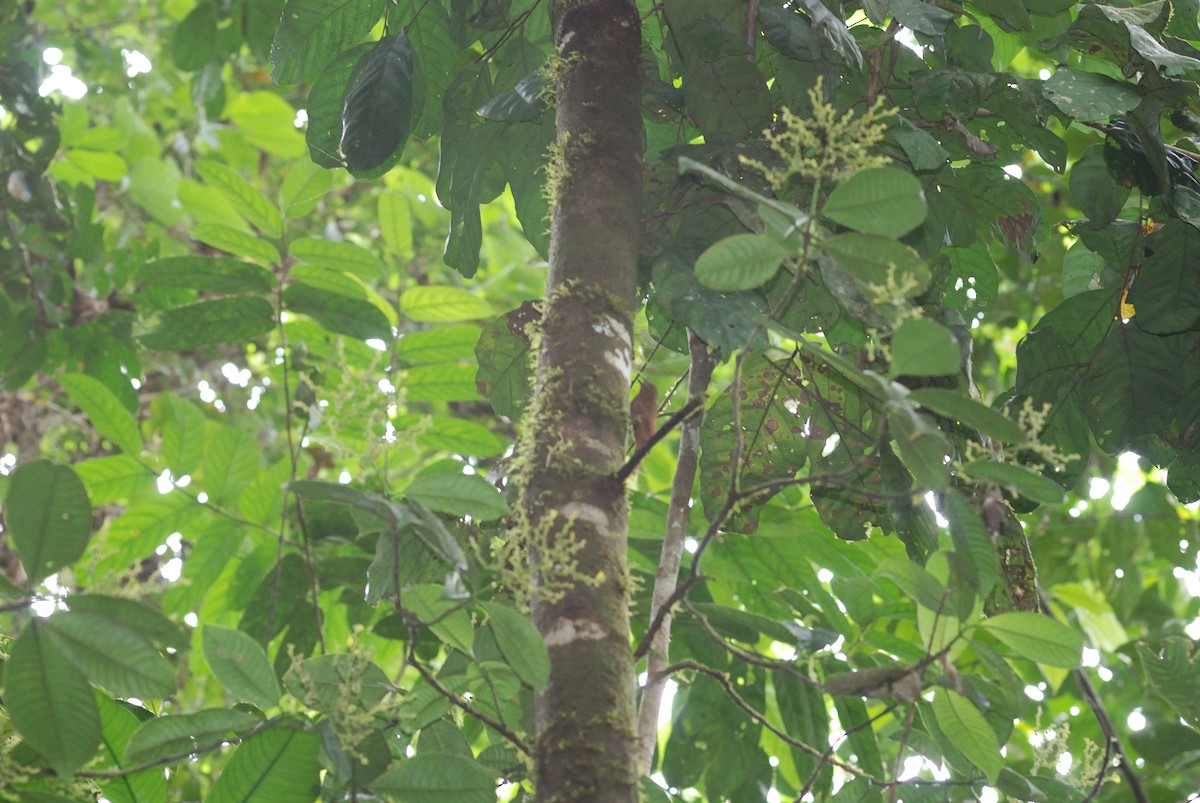 Wedge-billed Woodcreeper - Anonymous