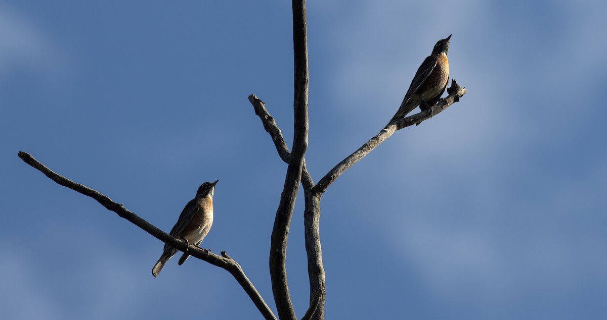 American Robin - ML610119612