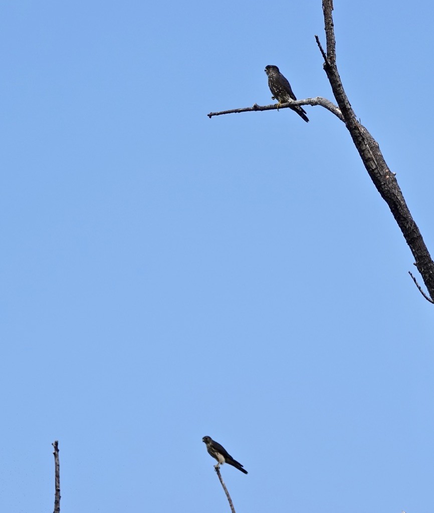 dřemlík tundrový (ssp. columbarius) - ML610119636