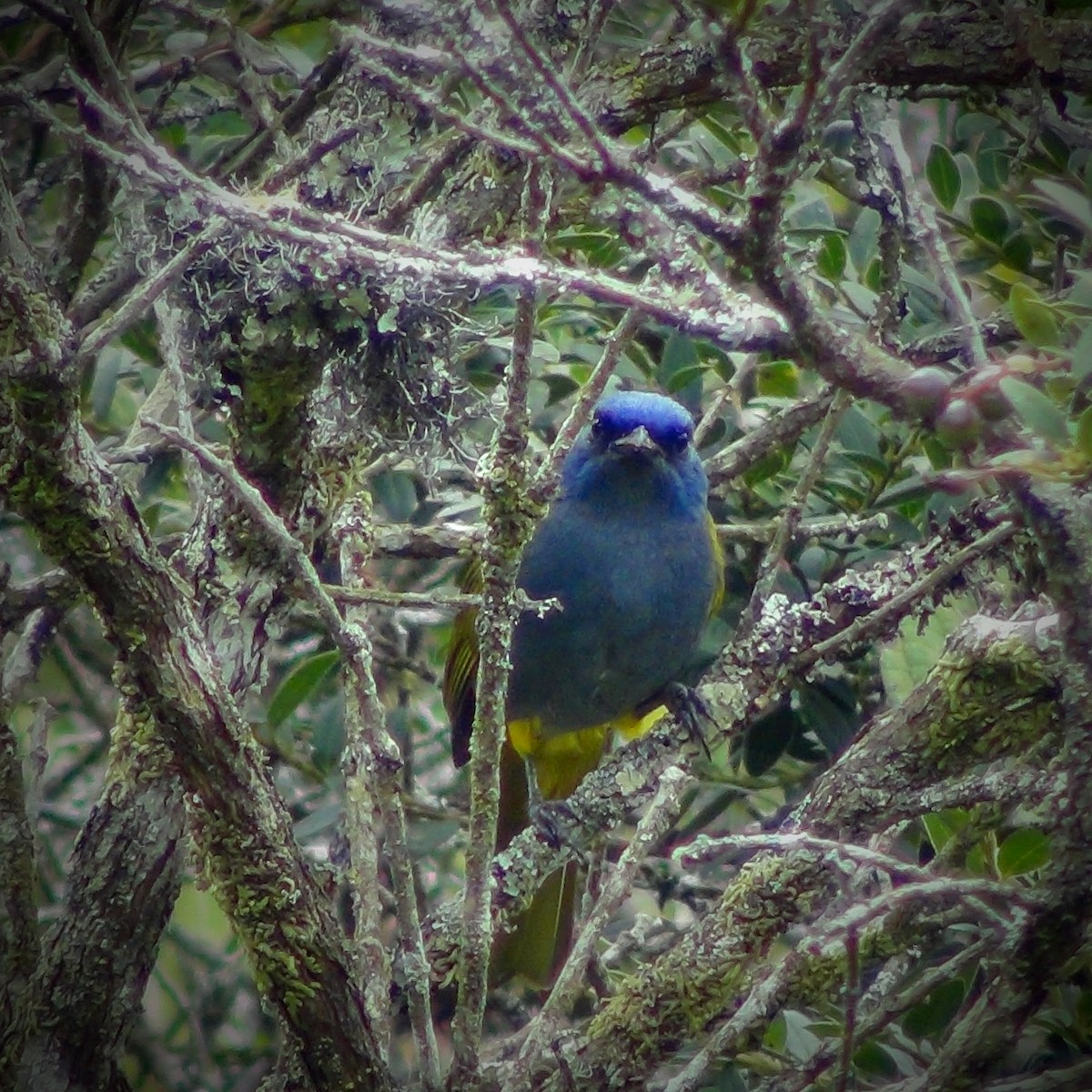 Blue-capped Tanager - ML610119662
