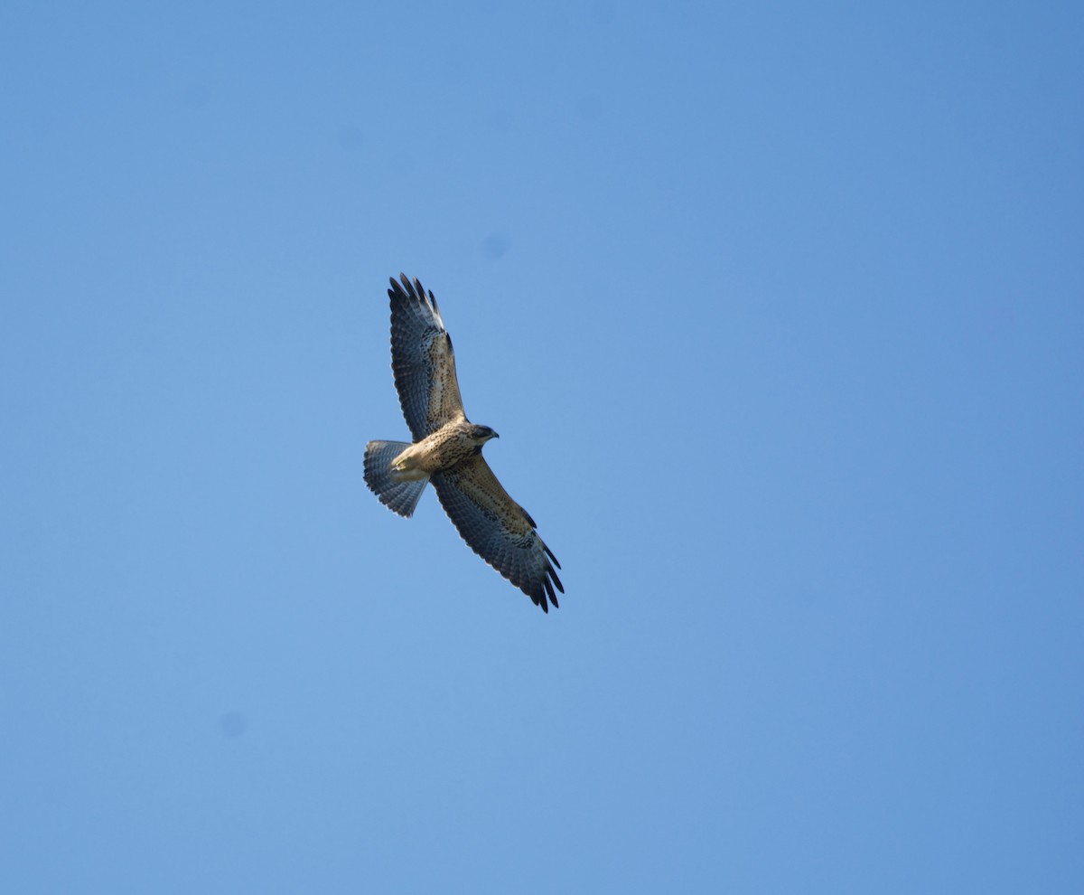 Swainson's Hawk - ML610119759