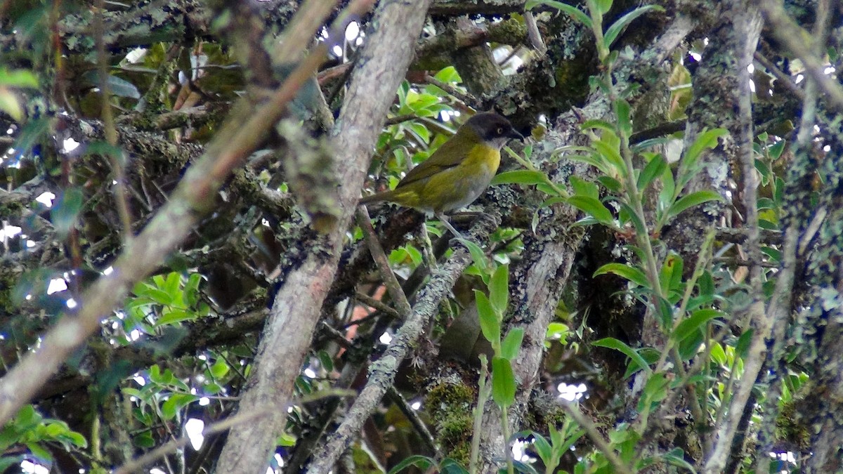 Common Chlorospingus - ML610119767