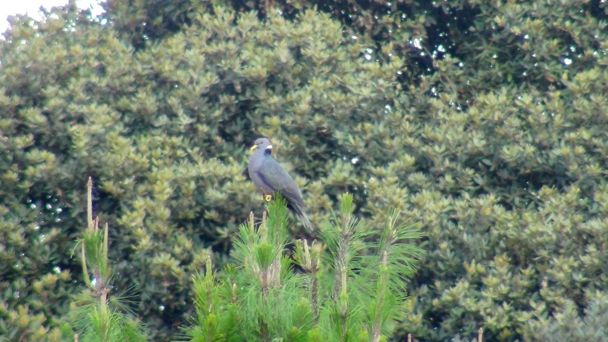 Band-tailed Pigeon - ML610119822