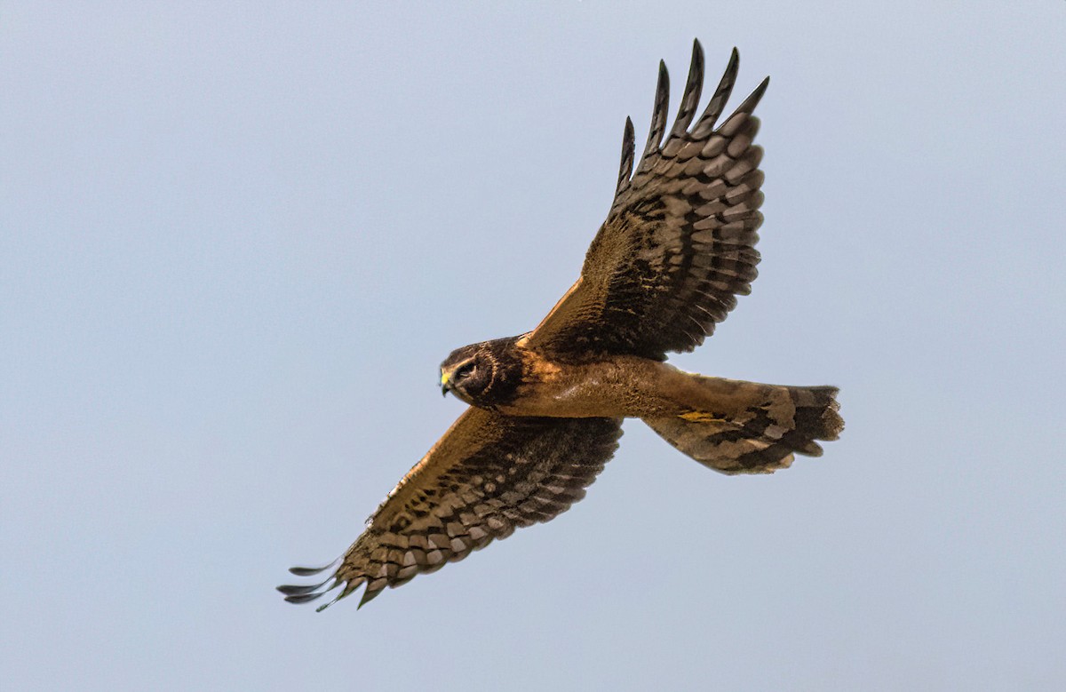 Northern Harrier - ML610119878