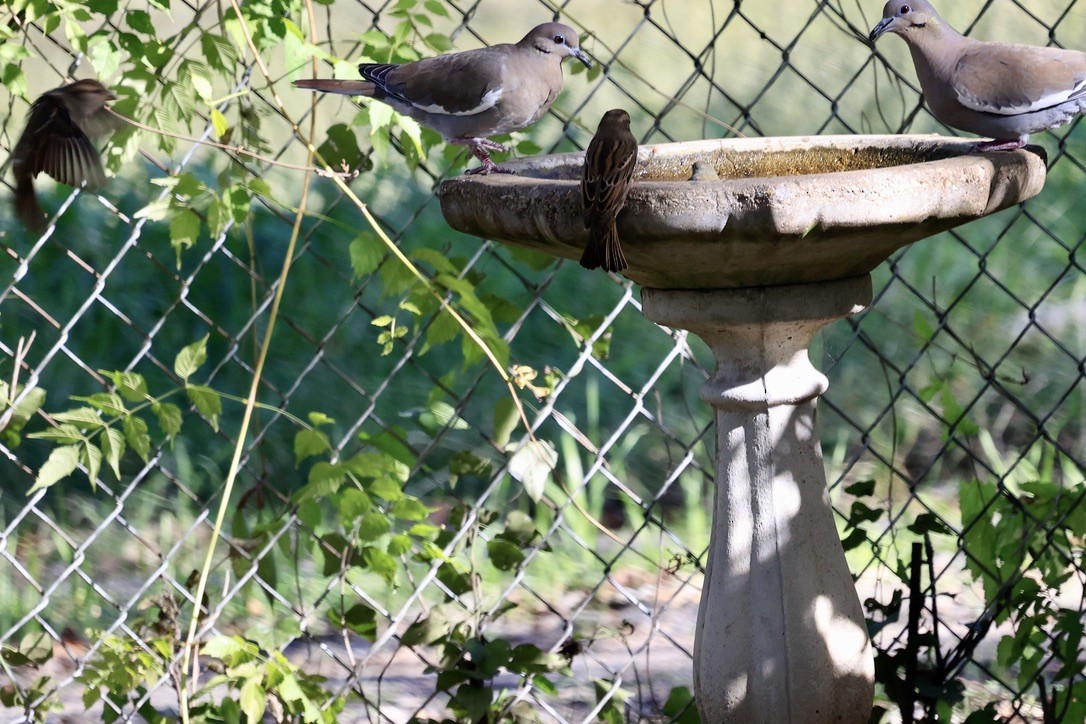 Nashville Warbler - sandy berger