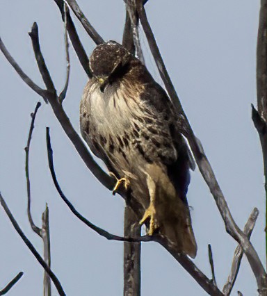 Red-tailed Hawk - ML610119896