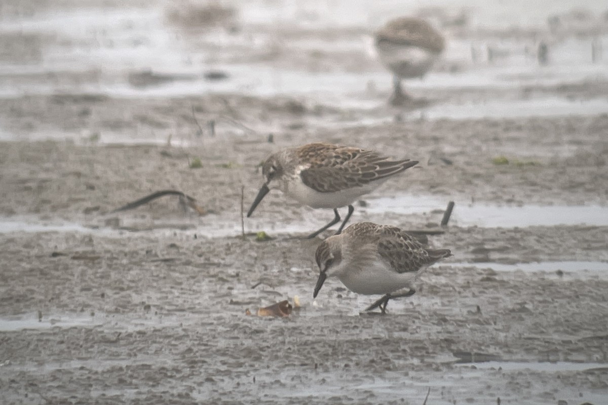 Bergstrandläufer - ML610119904