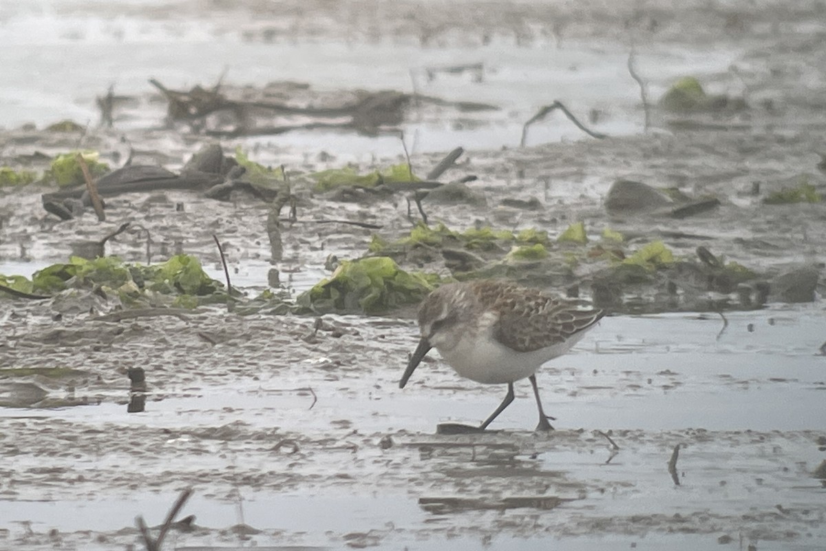 Bergstrandläufer - ML610119905