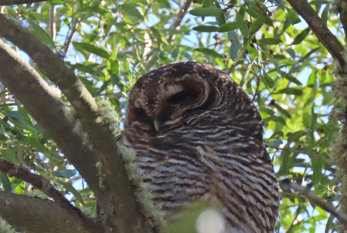 Rufous-legged Owl - ML610119922