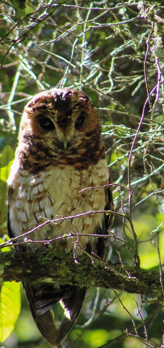 Rufous-banded Owl - ML610119947