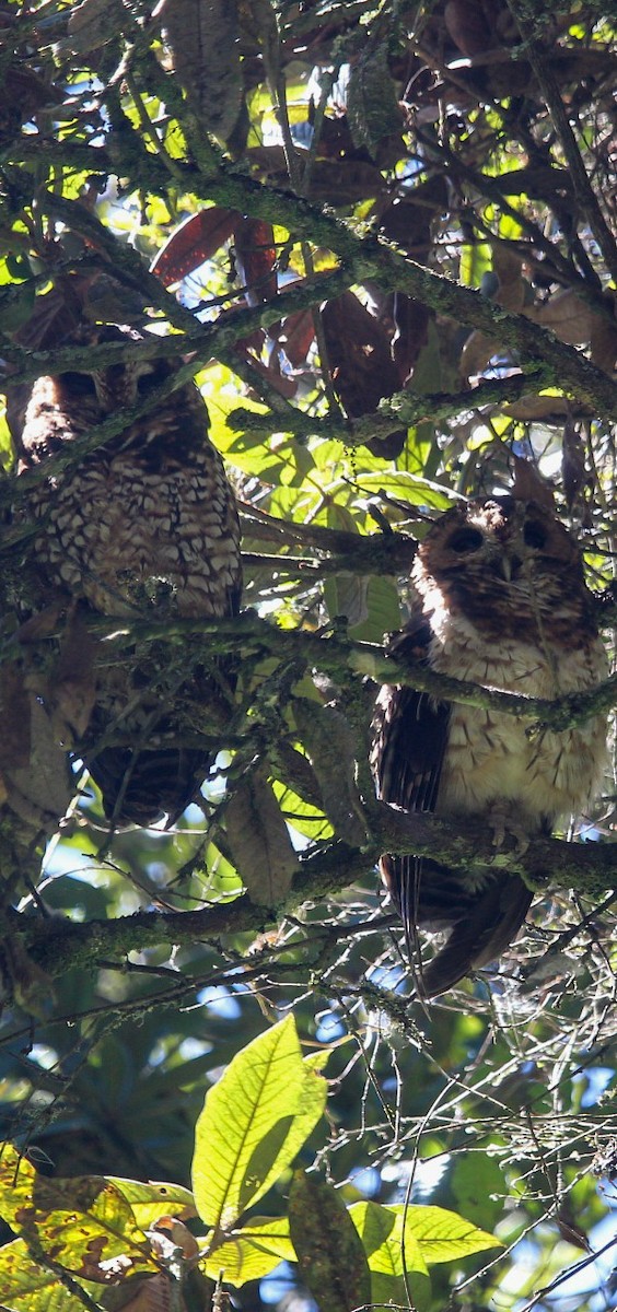 Rufous-banded Owl - Victor Manuel Arboleda Mira