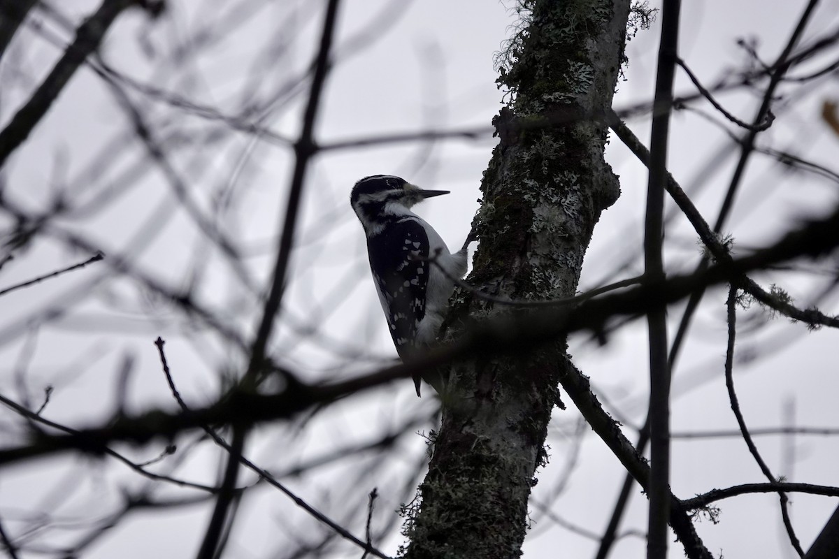 Hairy Woodpecker - ML610119949