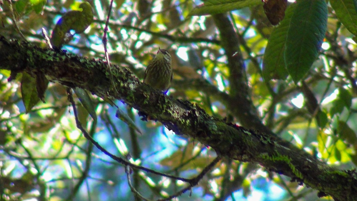 Streaked Xenops - ML610119963