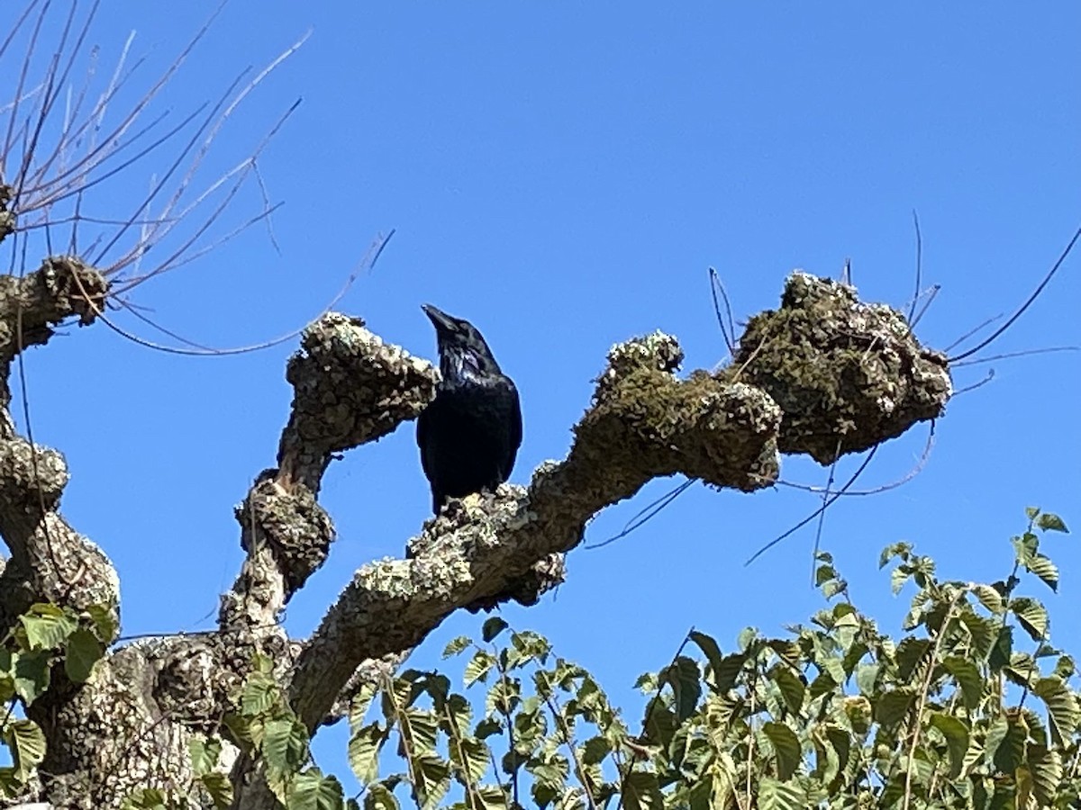 Common Raven - ML610119999