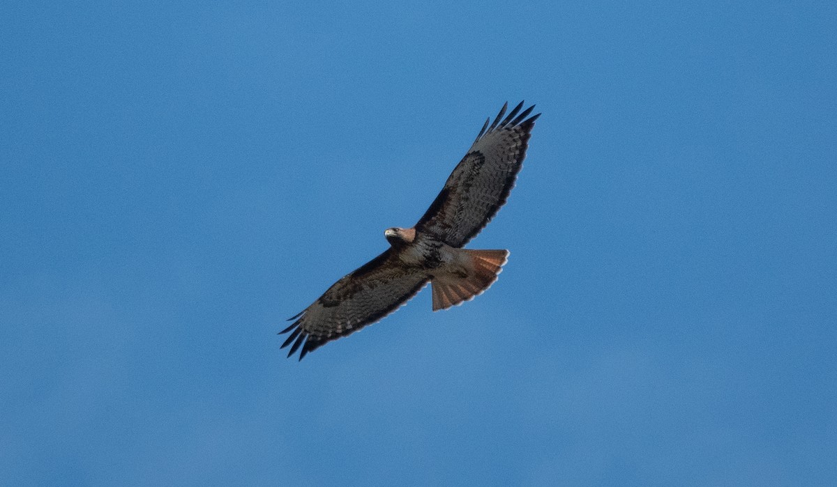 Red-tailed Hawk - ML610120001