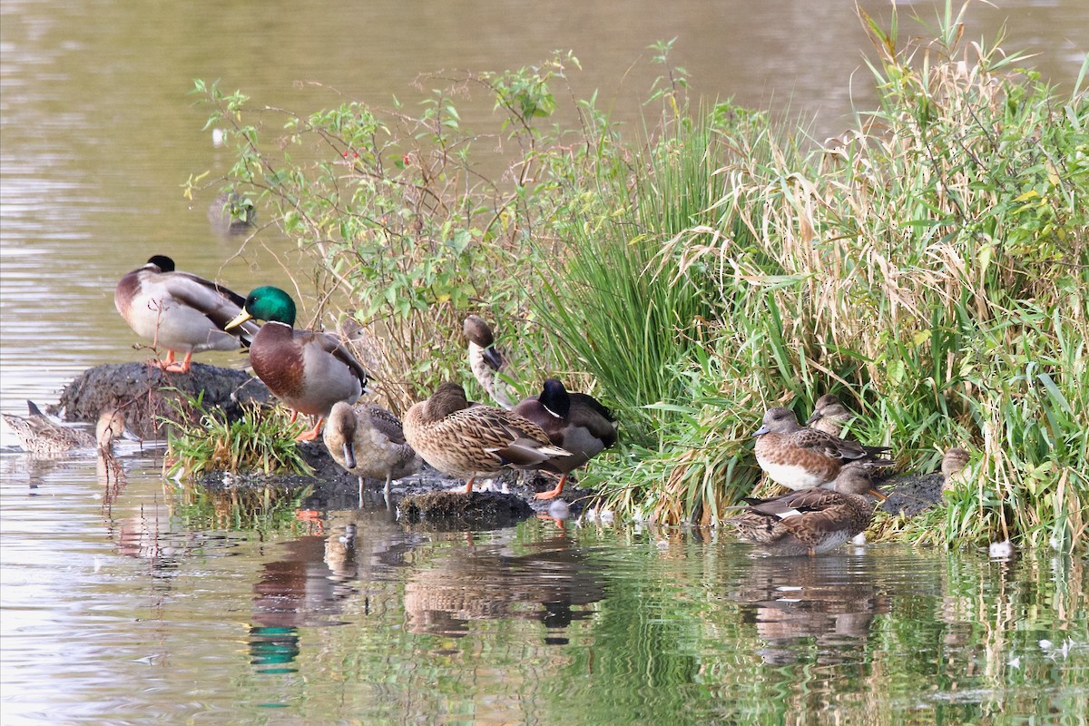 Northern Pintail - ML610120029