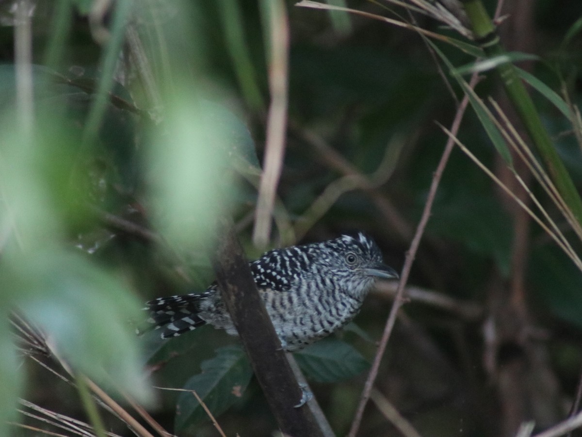 Barred Antshrike - ML610120047