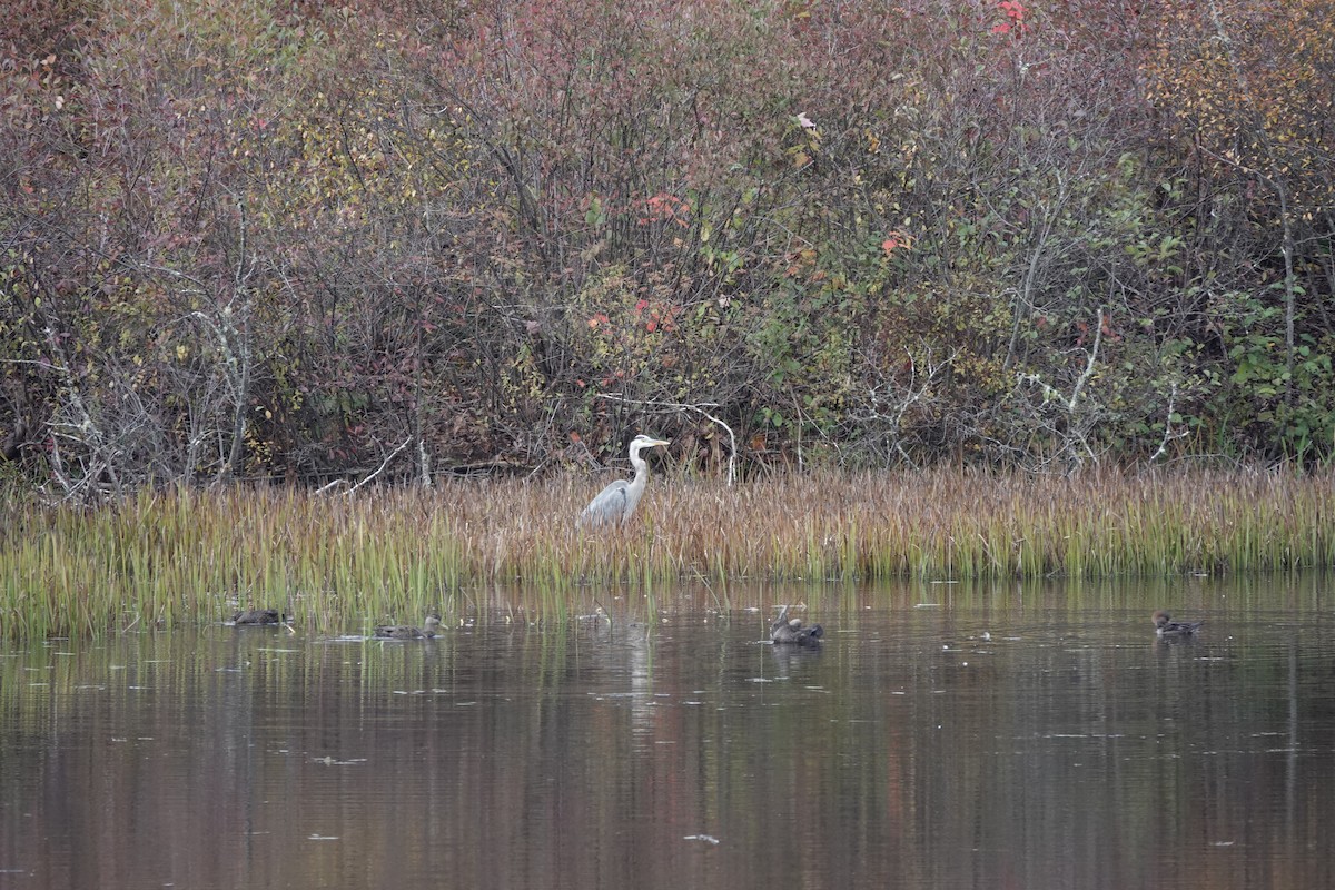 Great Blue Heron - ML610120050