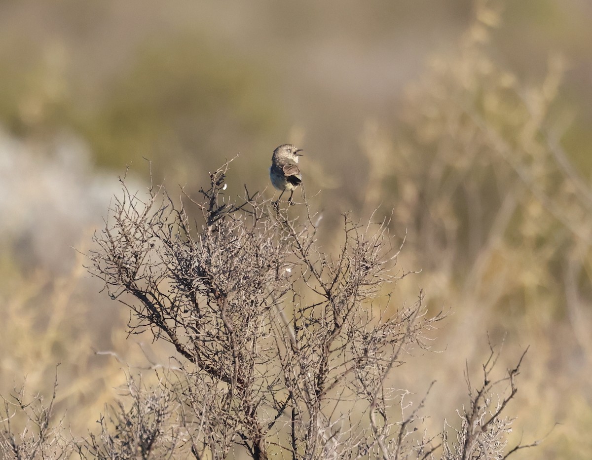 Slender-billed Thornbill - ML610120173