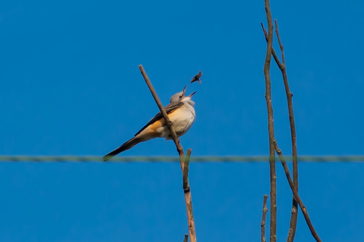 Scissor-tailed Flycatcher - ML610120203