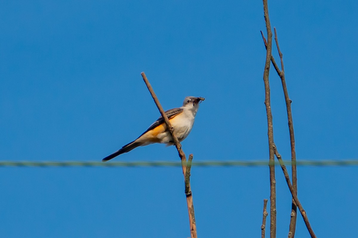 Scissor-tailed Flycatcher - ML610120204