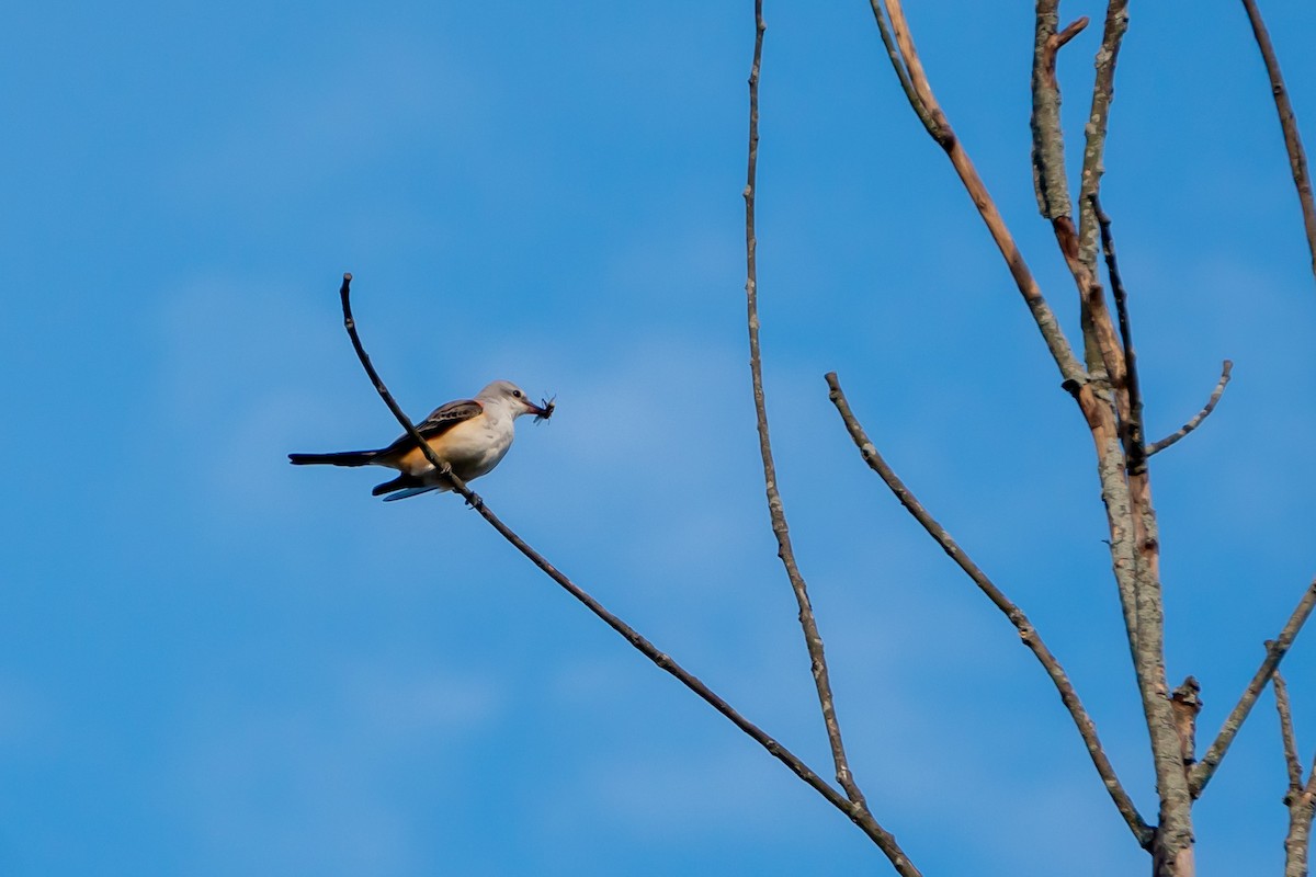 Scissor-tailed Flycatcher - ML610120218