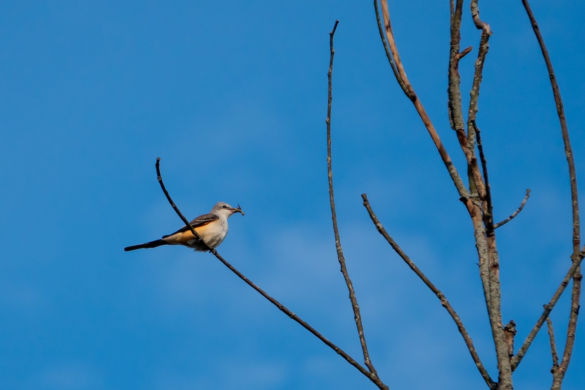 Scissor-tailed Flycatcher - ML610120222