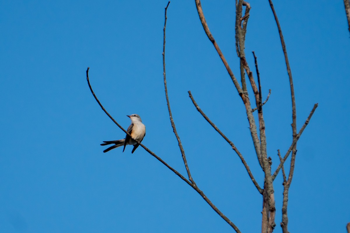 Scissor-tailed Flycatcher - ML610120224