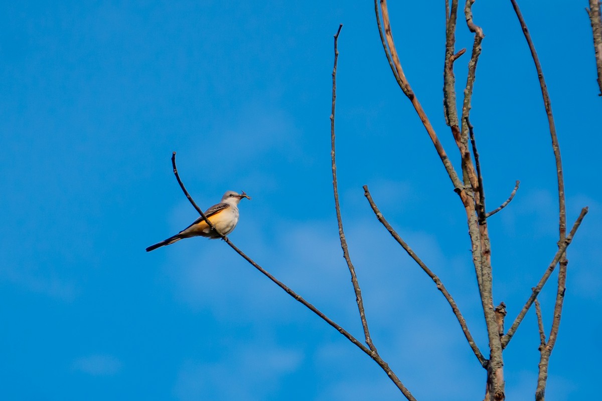 Scissor-tailed Flycatcher - ML610120225