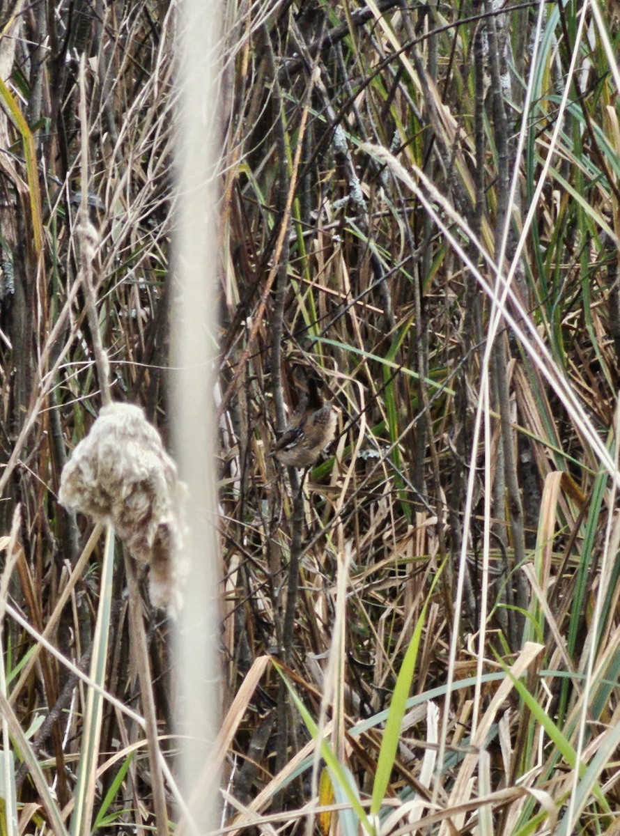 Marsh Wren - ML610120250