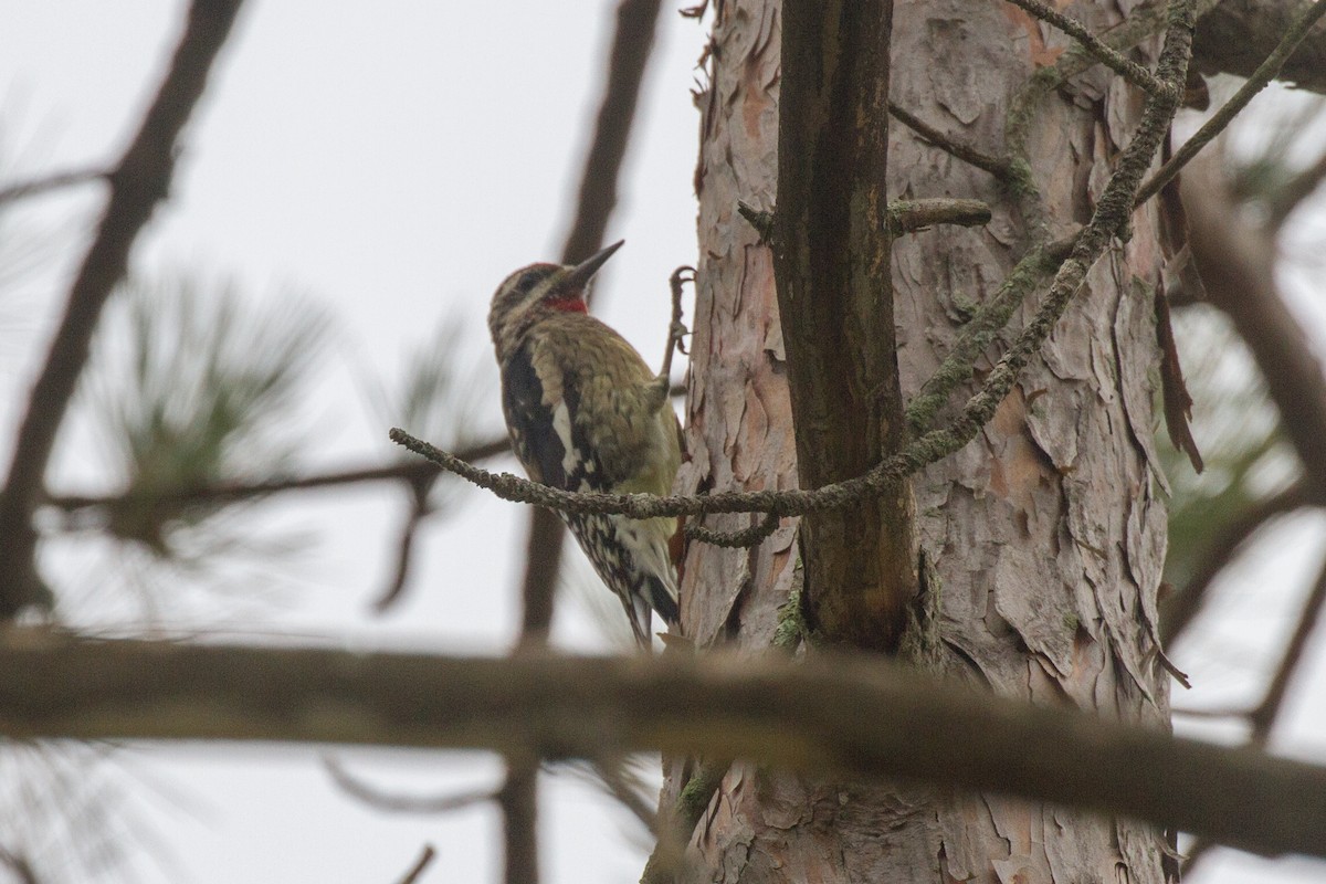 Yellow-bellied Sapsucker - Griffin Richards