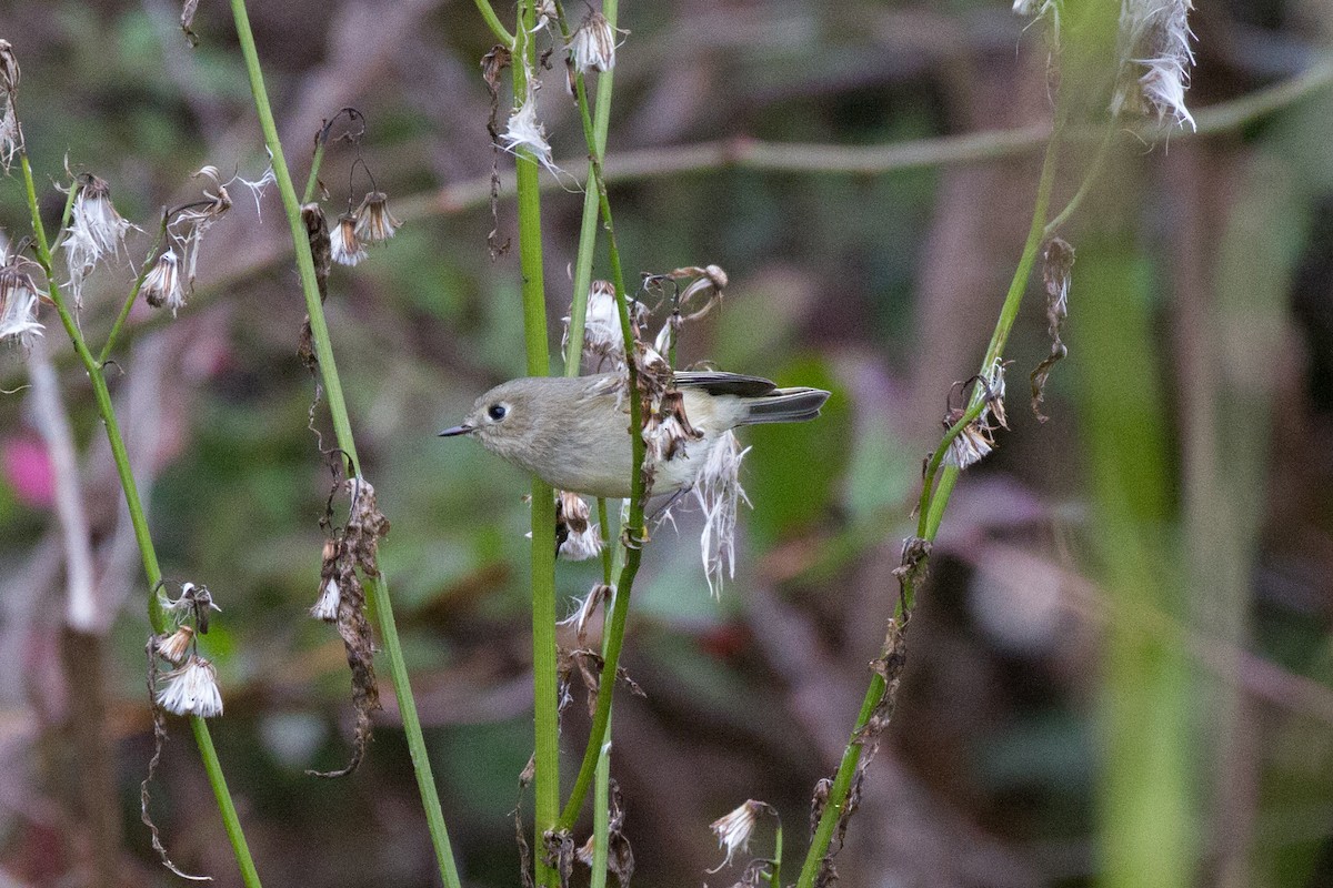 Ruby-crowned Kinglet - Griffin Richards