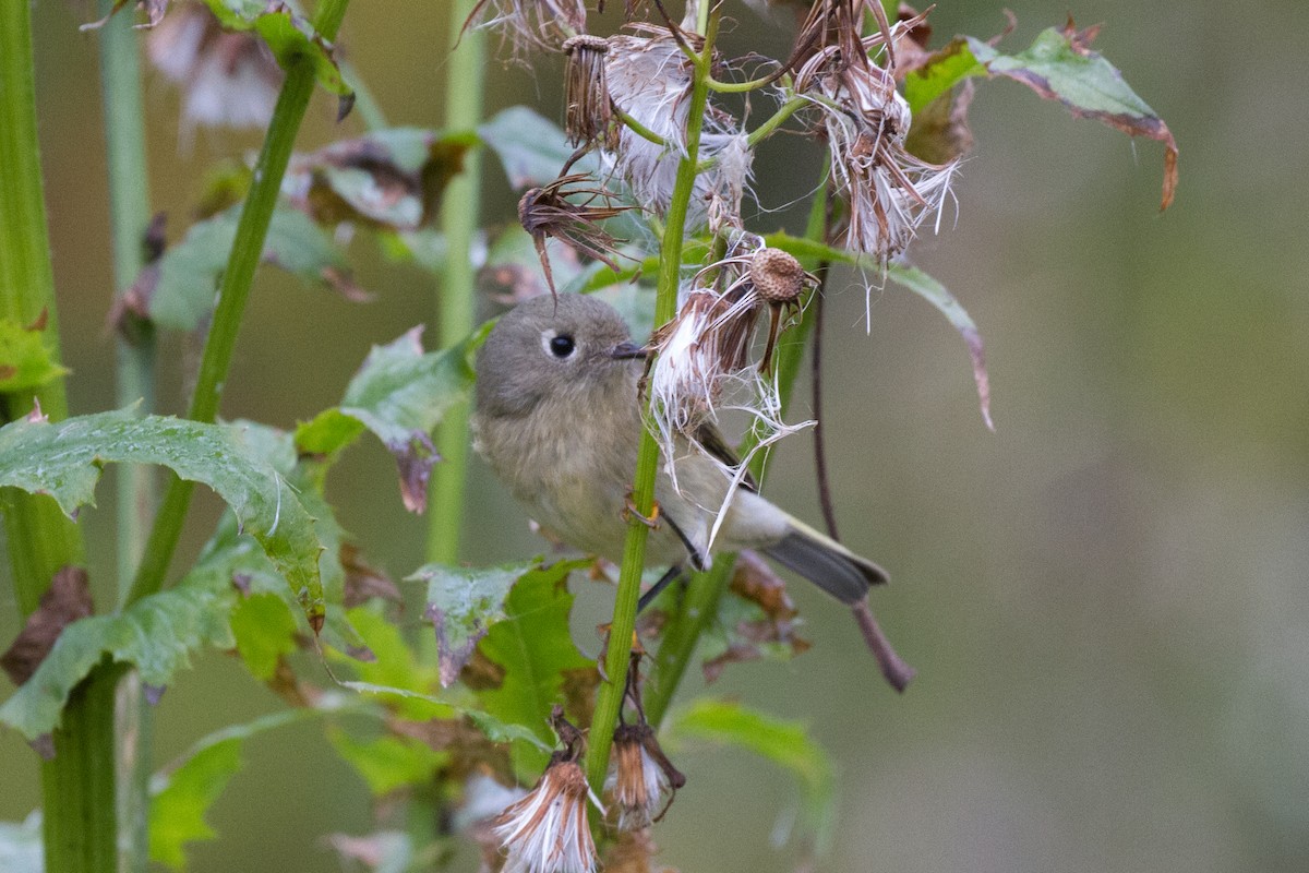 Ruby-crowned Kinglet - Griffin Richards