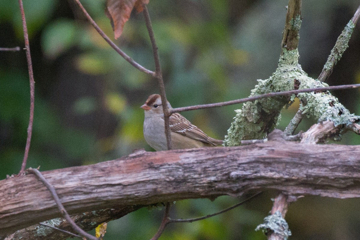 White-crowned Sparrow - ML610120344