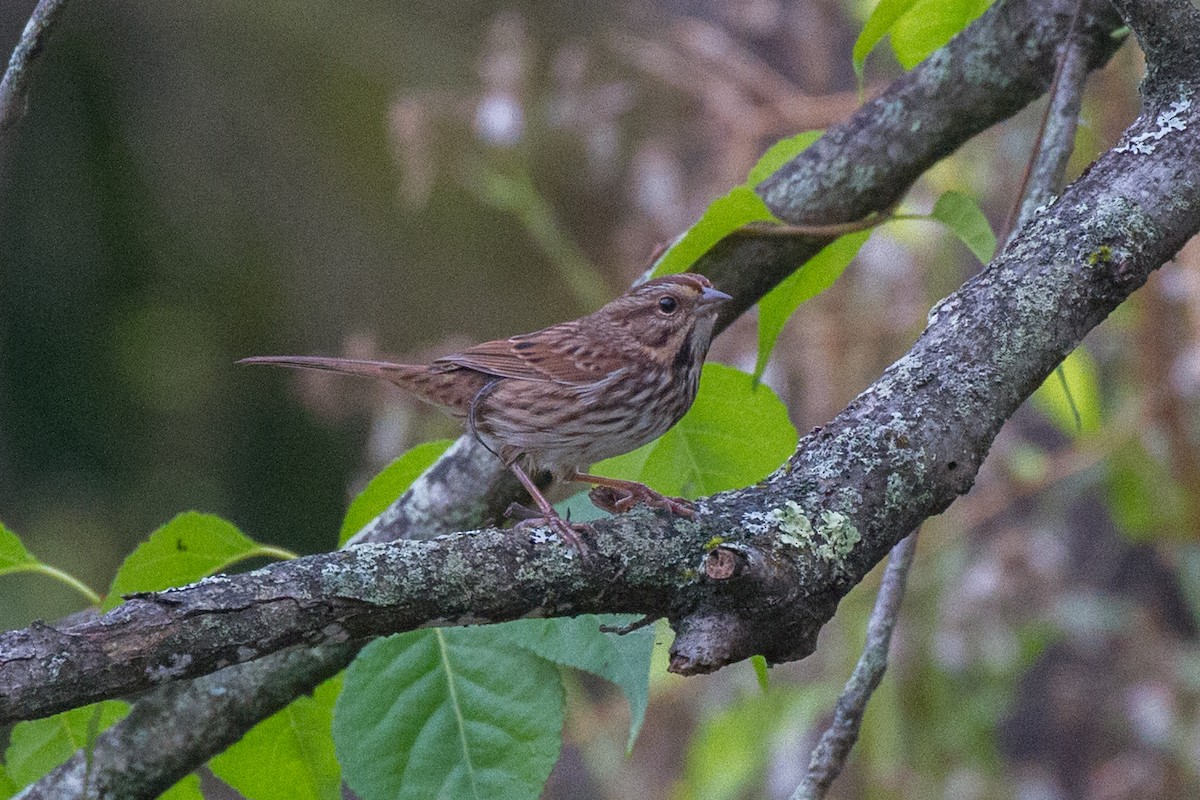 Song Sparrow - Griffin Richards