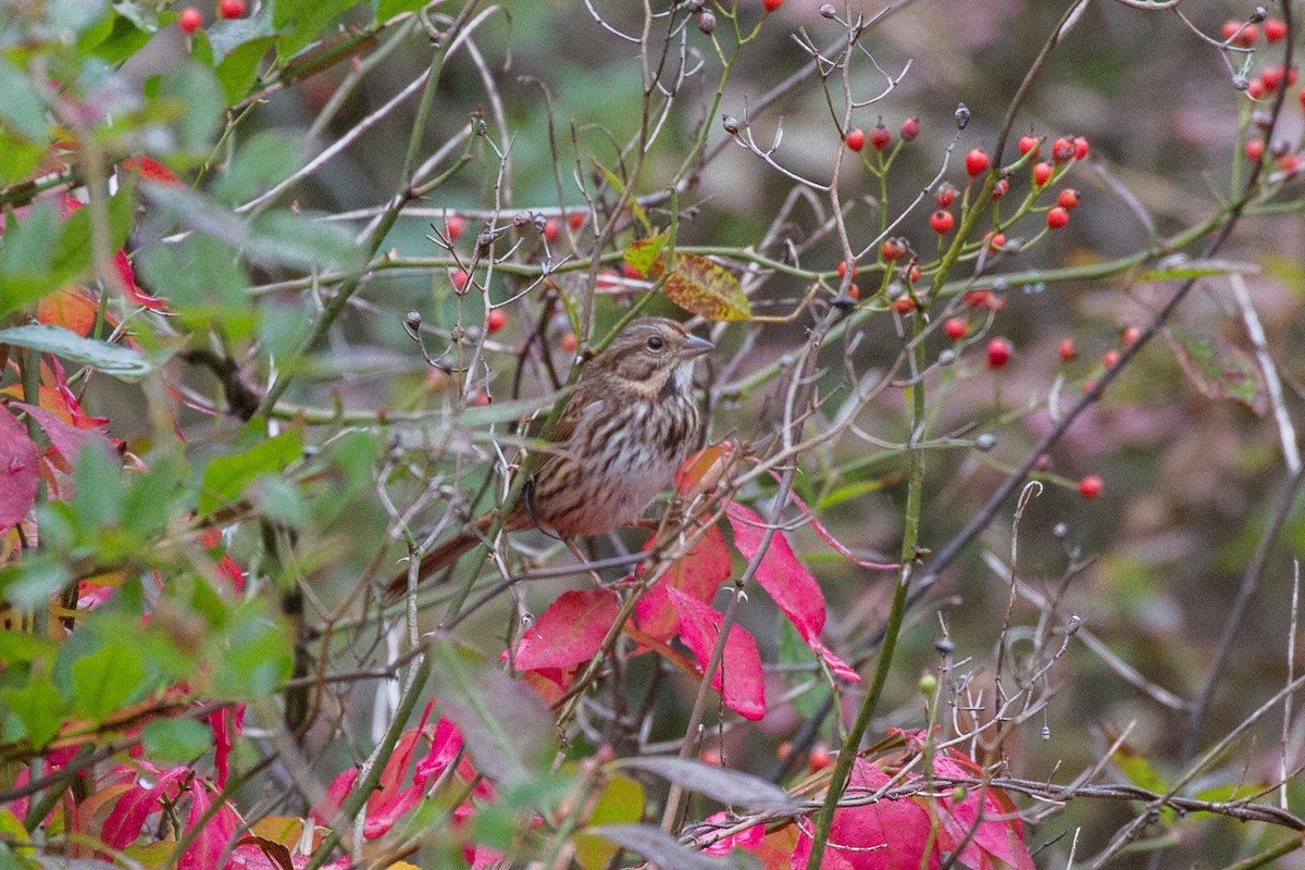 Song Sparrow - ML610120368