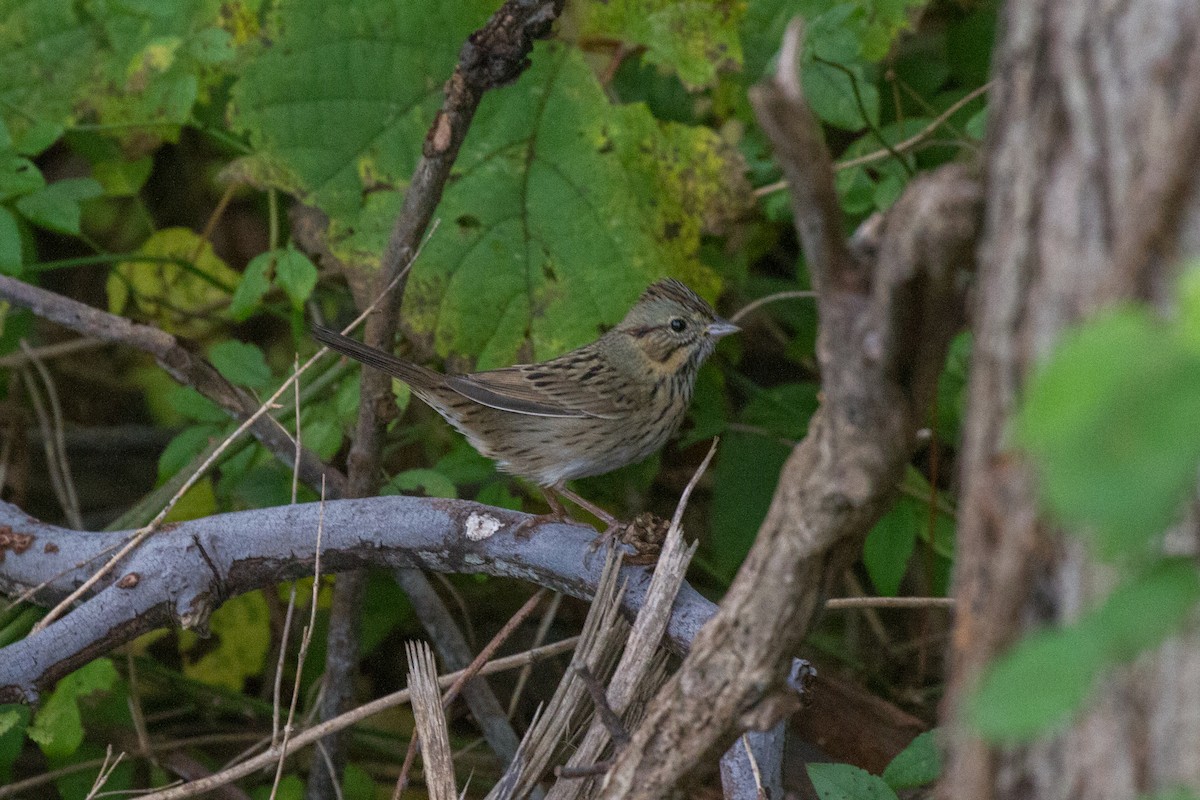 Lincoln's Sparrow - Griffin Richards