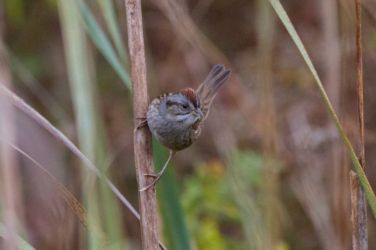 Swamp Sparrow - Griffin Richards