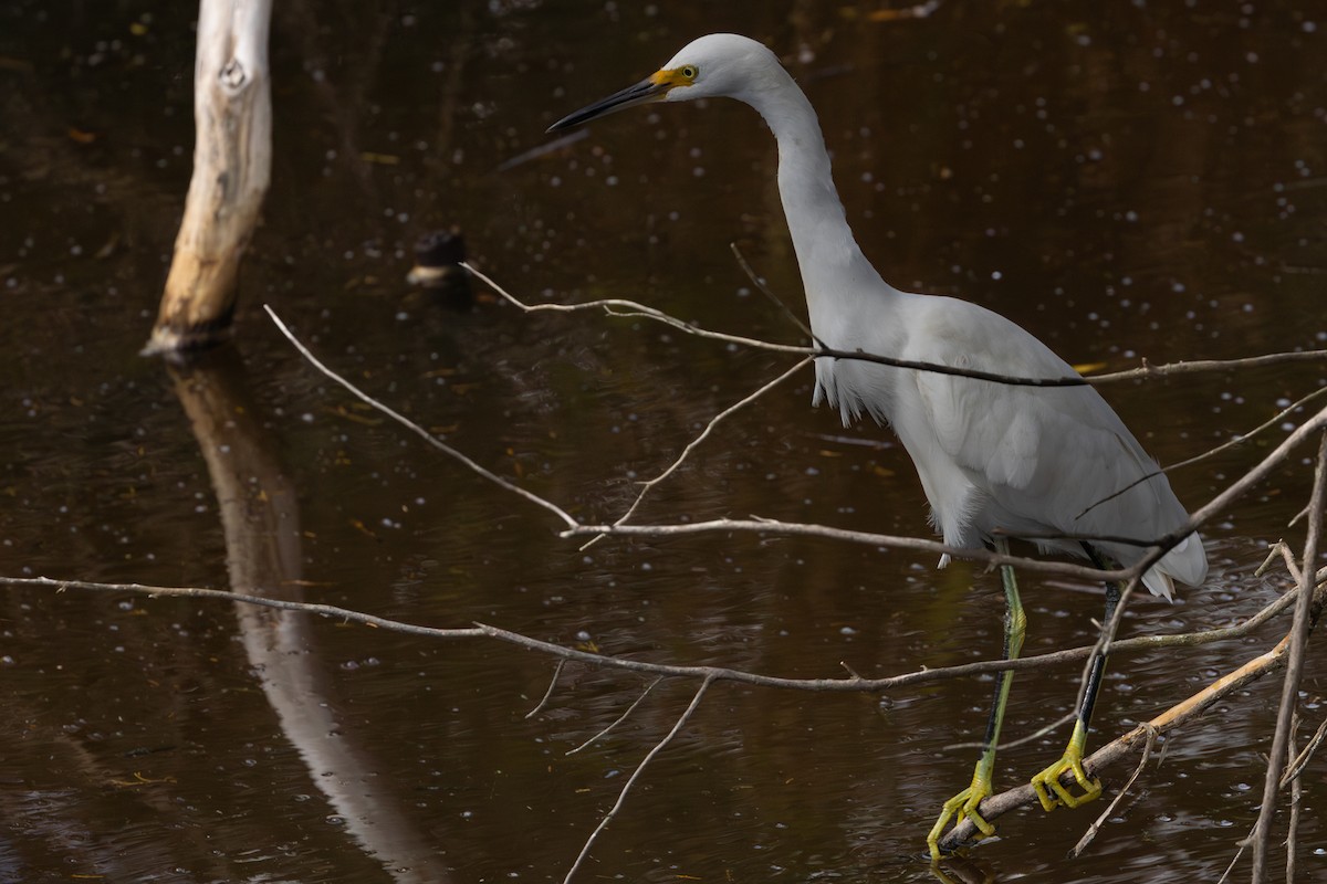 Snowy Egret - ML610120401