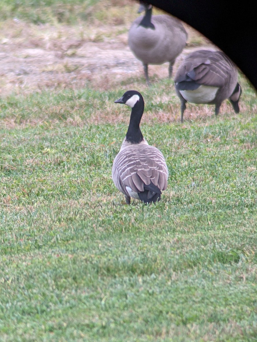 Cackling Goose (Richardson's) - ML610120403