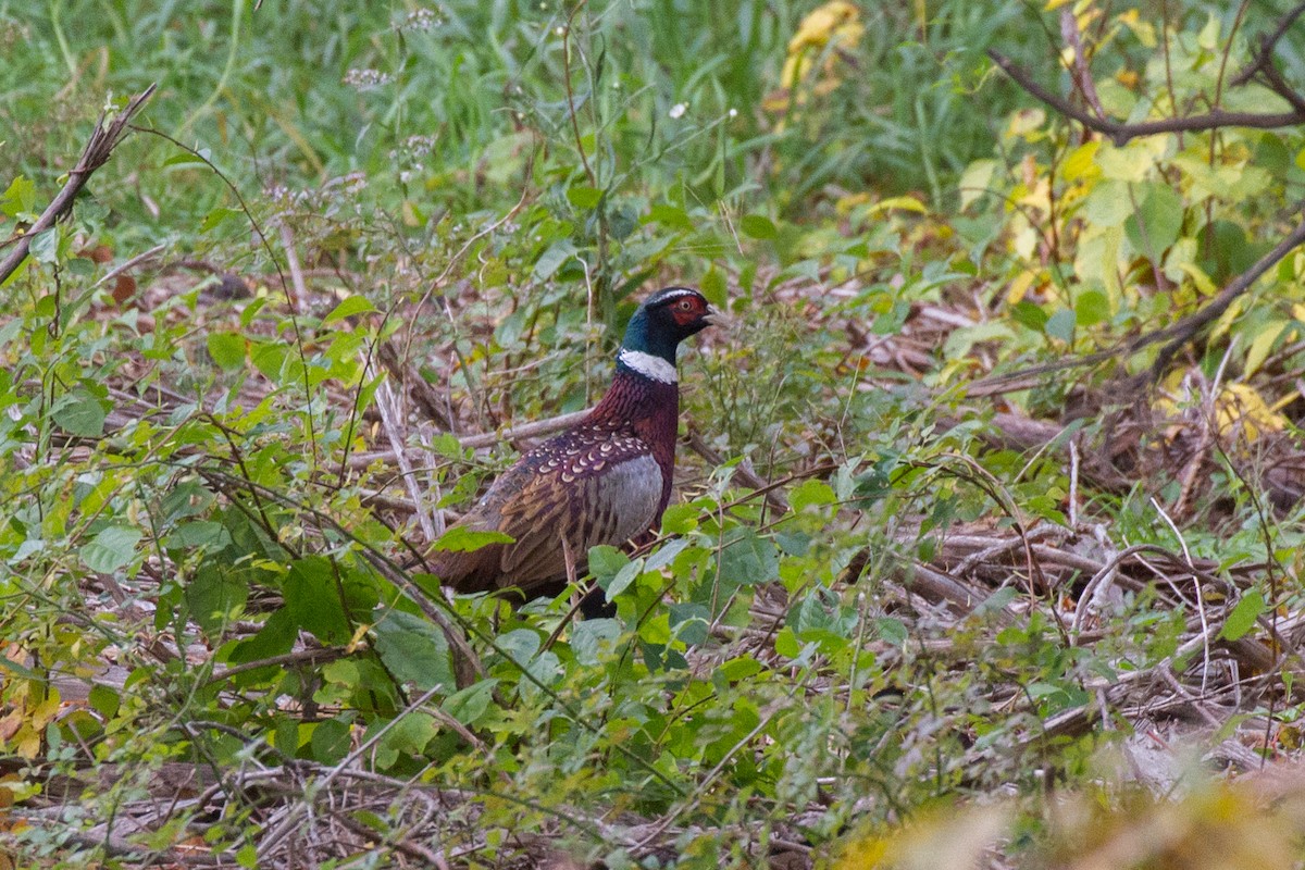 Ring-necked Pheasant - Griffin Richards