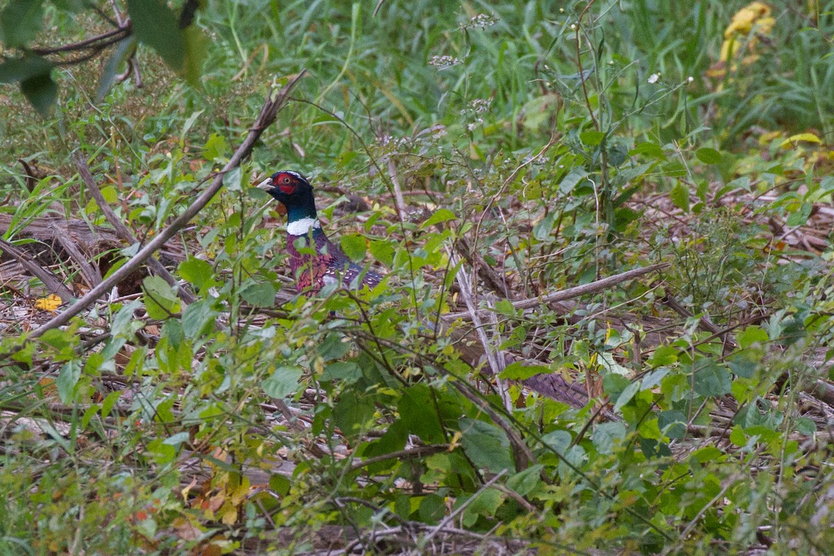 Ring-necked Pheasant - ML610120418